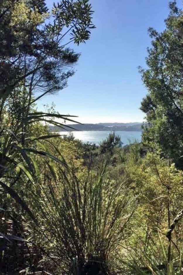 Opua Forest lookout