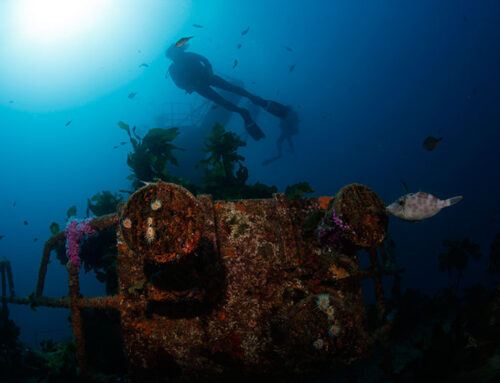Dive into Northland’s Underwater World