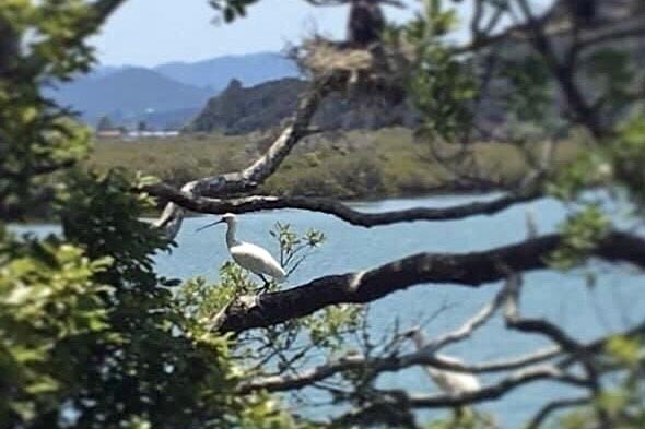 Waitangi-Haruru Falls walk